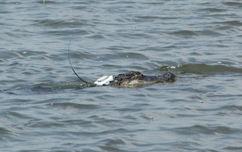 Alligator with GPS transmitter